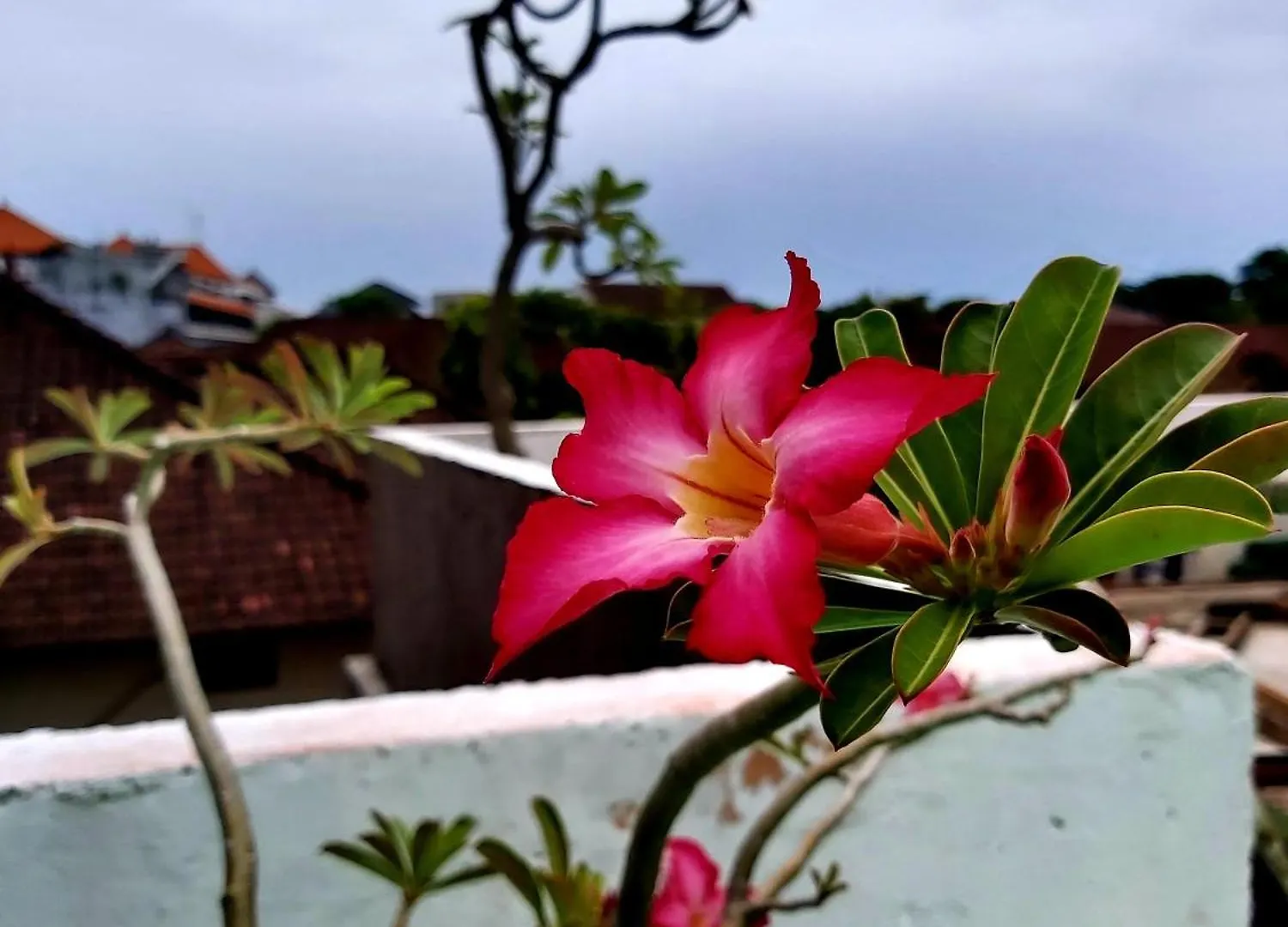 Genta House Hotel Kuta  Kuta (Bali)